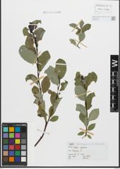 Foto von Salix glabra Scop.